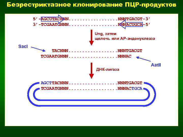 Безрестриктазное клонирование ПЦР-продуктов 5’-AGCUTACNNN. . . . NNNTGACGT-3’ 3’-TCGAATGNNN. . . . NNNACUGCA-5’ Ung,