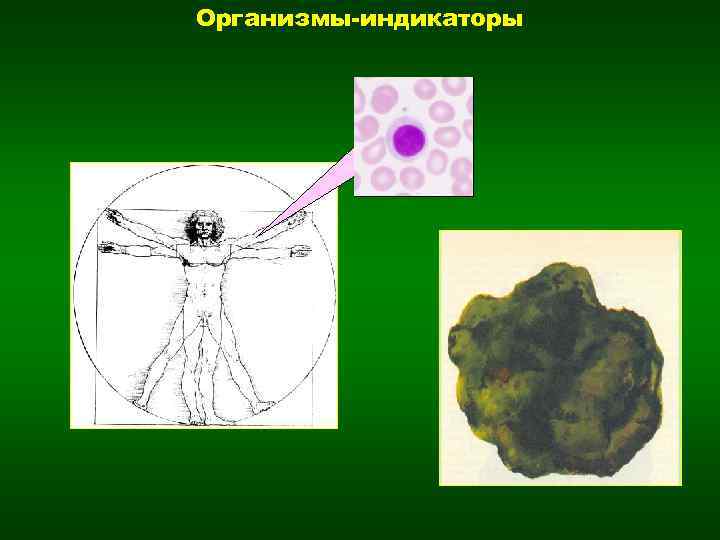 Организмы-индикаторы 