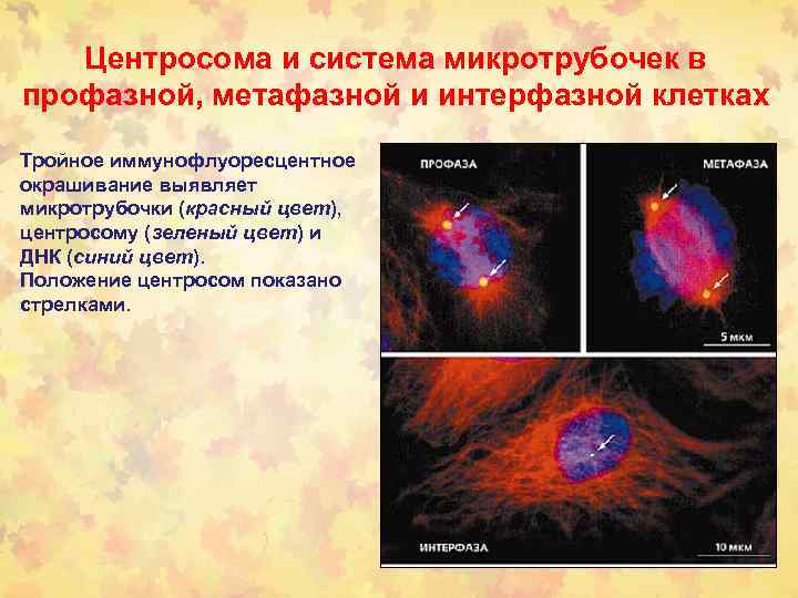 Центросома и система микротрубочек в профазной, метафазной и интерфазной клетках Тройное иммунофлуоресцентное окрашивание выявляет