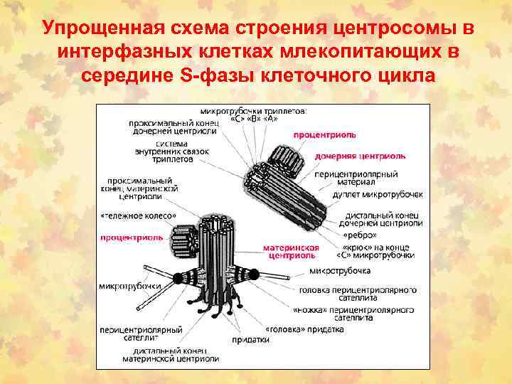 Упрощенная схема строения центросомы в интерфазных клетках млекопитающих в середине S-фазы клеточного цикла 