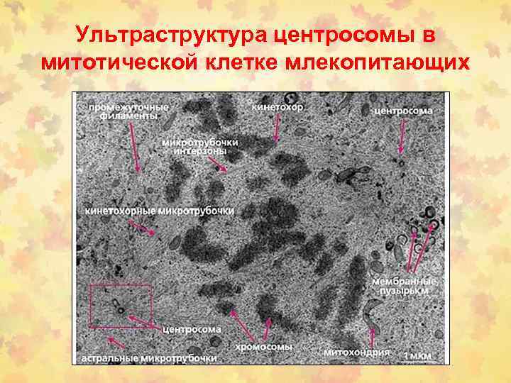 Ультраструктура центросомы в митотической клетке млекопитающих 