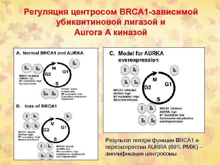 Регуляция центросом BRCA 1 -зависимой убиквитиновой лигазой и Aurora A киназой Результат потери функции