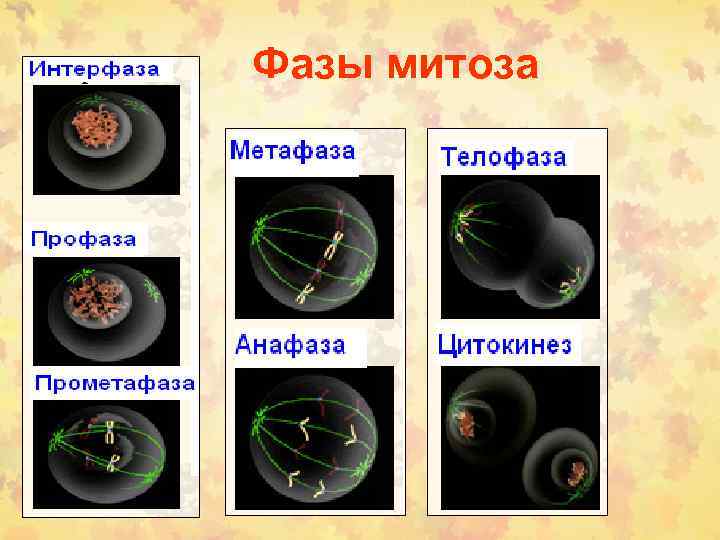 Фазы митоза 