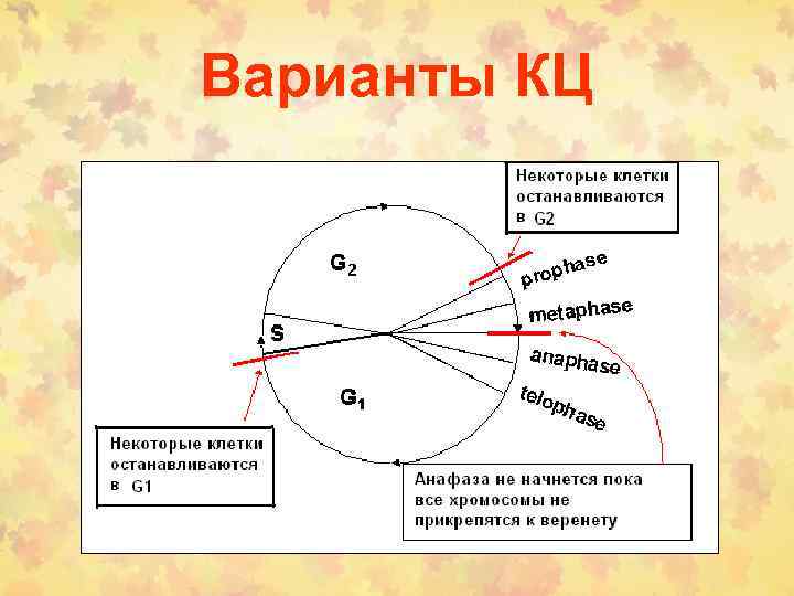 Варианты КЦ 