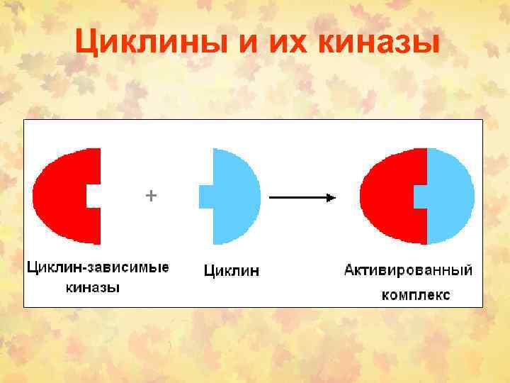 Циклины и их киназы 