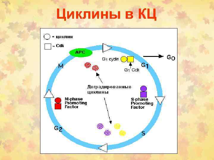 Циклины в КЦ 