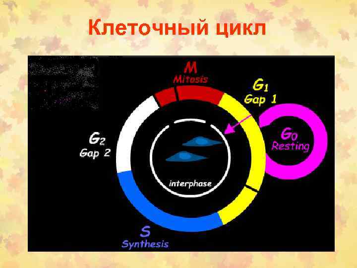 Клеточный цикл 