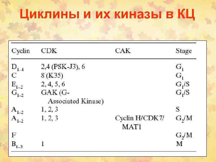 Циклины и их киназы в КЦ 