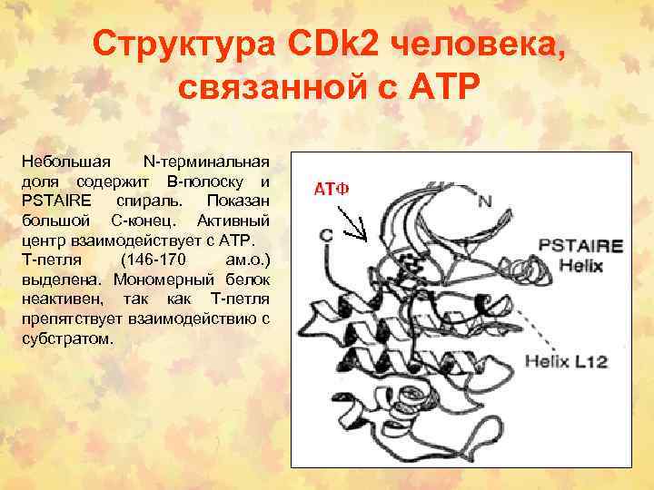 Структура CDk 2 человека, связанной с АТP Небольшая N-терминальная доля содержит В-полоску и PSTAIRE