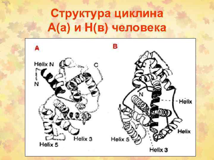 Структура циклина А(а) и Н(в) человека 