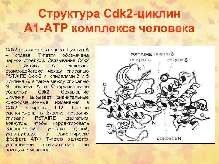 Структура Cdk 2 -циклин А 1 -АТP комплекса человека Cdk 2 расположена слева. Циклин