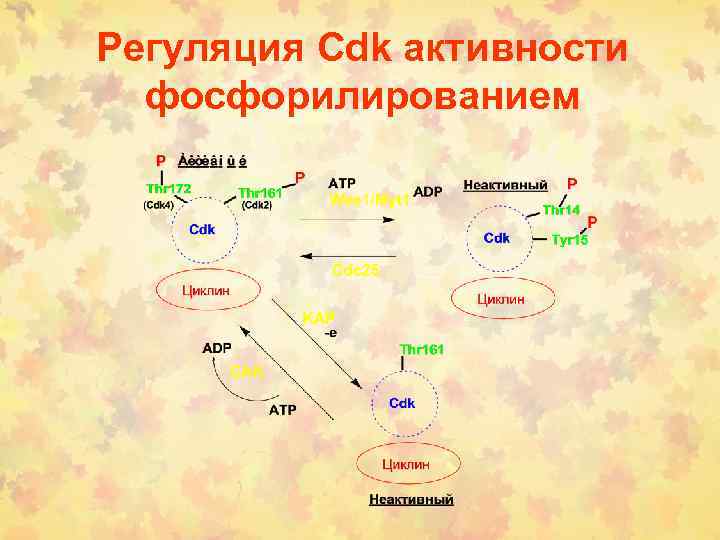 Регуляция Cdk активности фосфорилированием 
