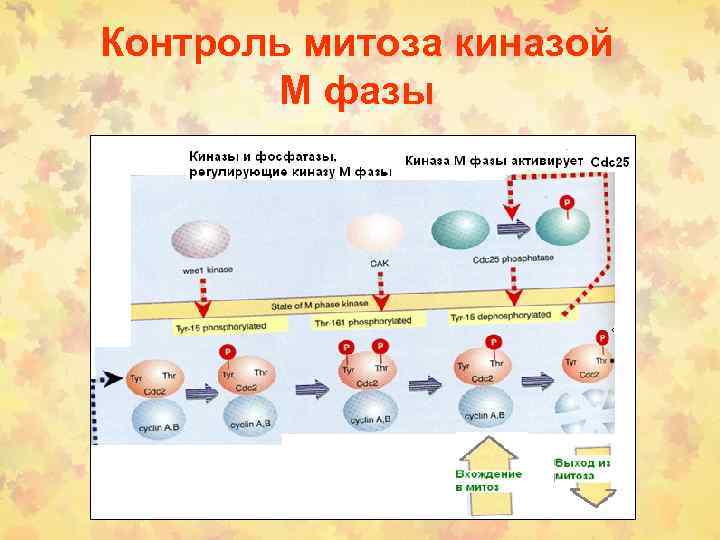 Контроль митоза киназой М фазы 