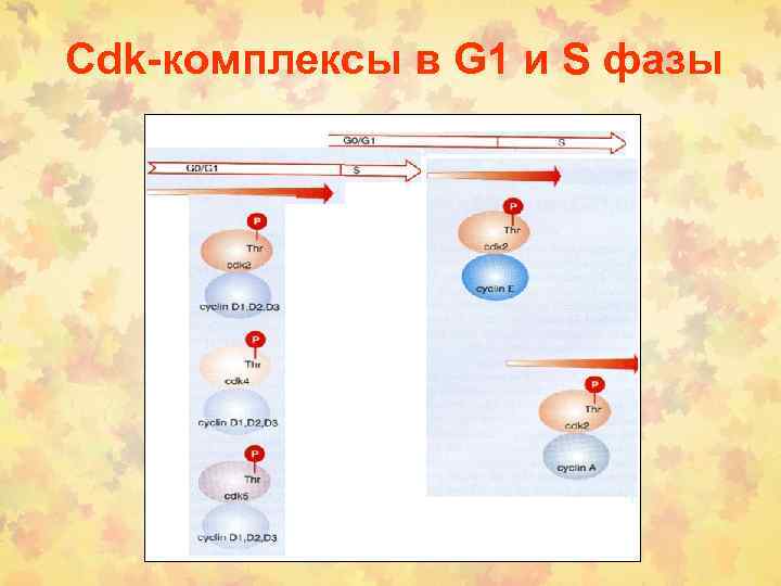 Cdk-комплексы в G 1 и S фазы 
