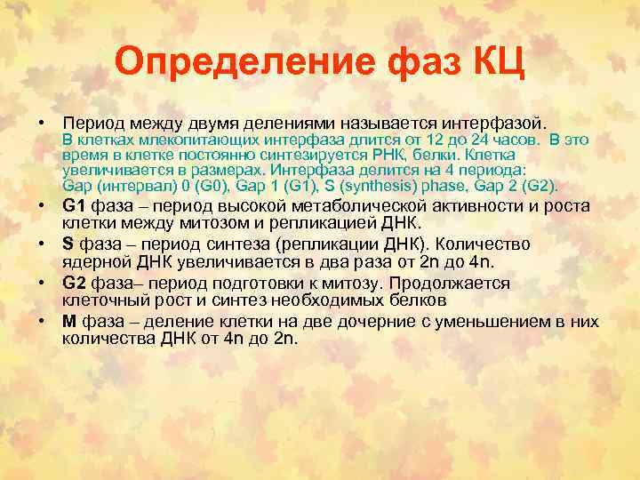 Определение фаз КЦ • Период между двумя делениями называется интерфазой. В клетках млекопитающих интерфаза