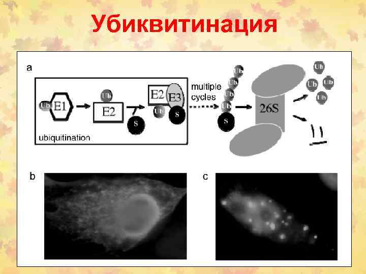 Убиквитинация 