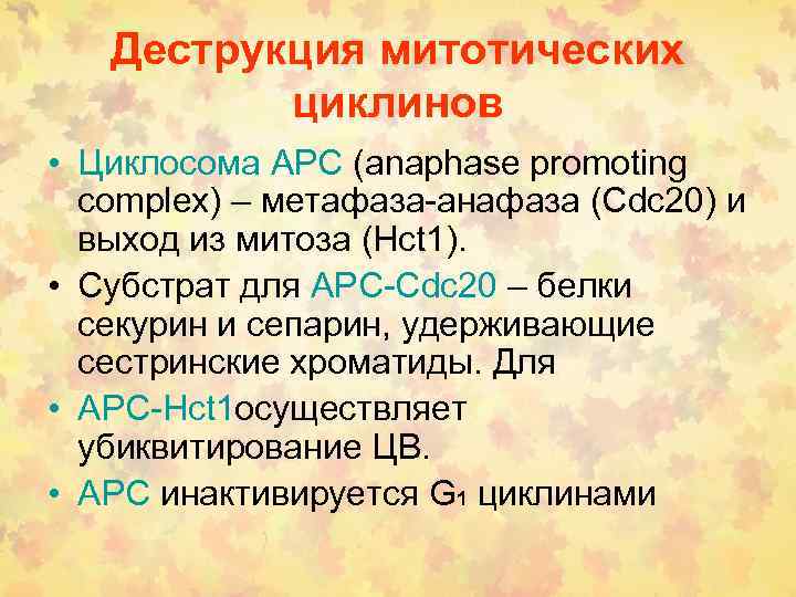 Деструкция митотических циклинов • Циклосома АРС (anaphase promoting complex) – метафаза-анафаза (Cdc 20) и