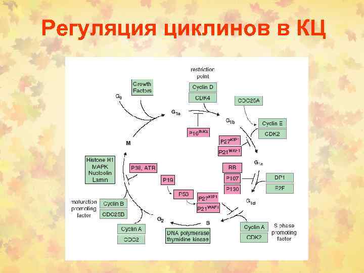 Регуляция циклинов в КЦ 