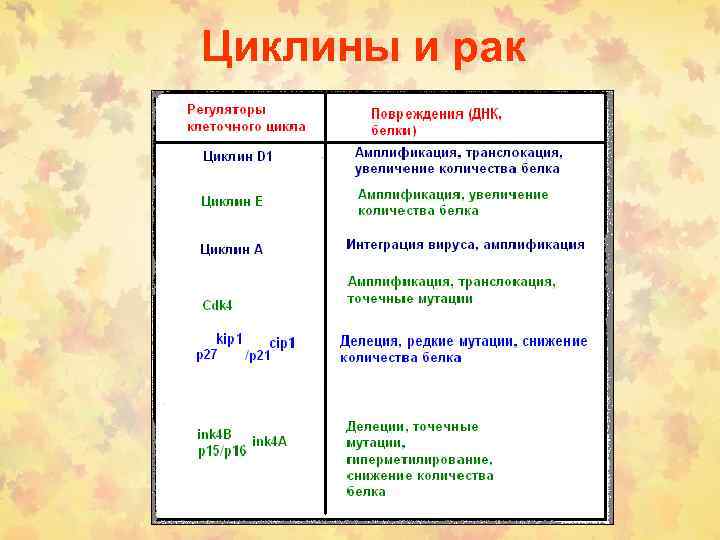 Циклины и рак 