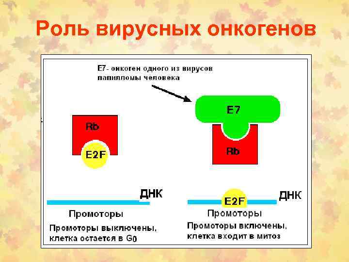 Роль вирусных онкогенов 