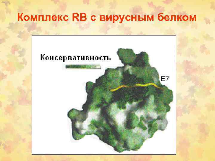 Комплекс RB с вирусным белком 