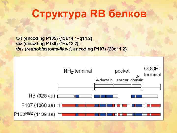 Структура RB белков rb 1 (encoding P 105) {13 q 14. 1–q 14. 2},