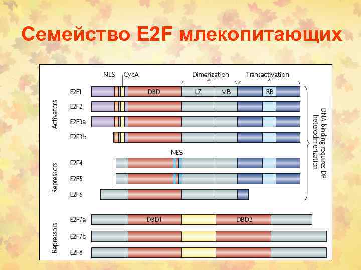 Семейство E 2 F млекопитающих 