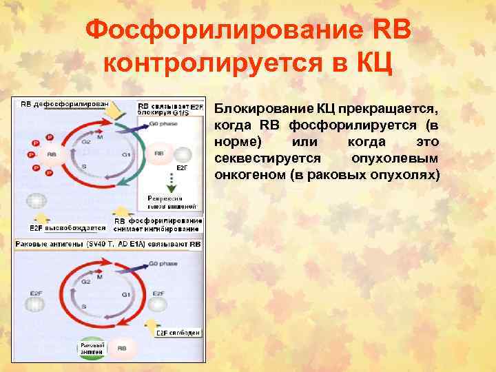 Фосфорилирование RB контролируется в КЦ Блокирование КЦ прекращается, когда RB фосфорилируется (в норме) или