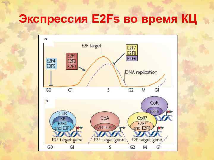 Экспрессия E 2 Fs во время КЦ 