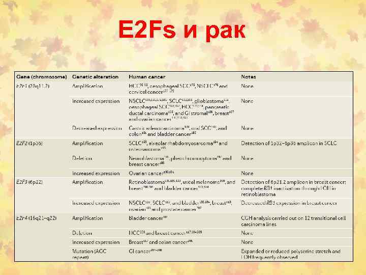 E 2 Fs и рак 
