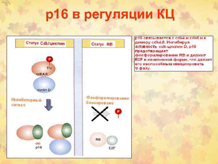 p 16 в регуляции КЦ 