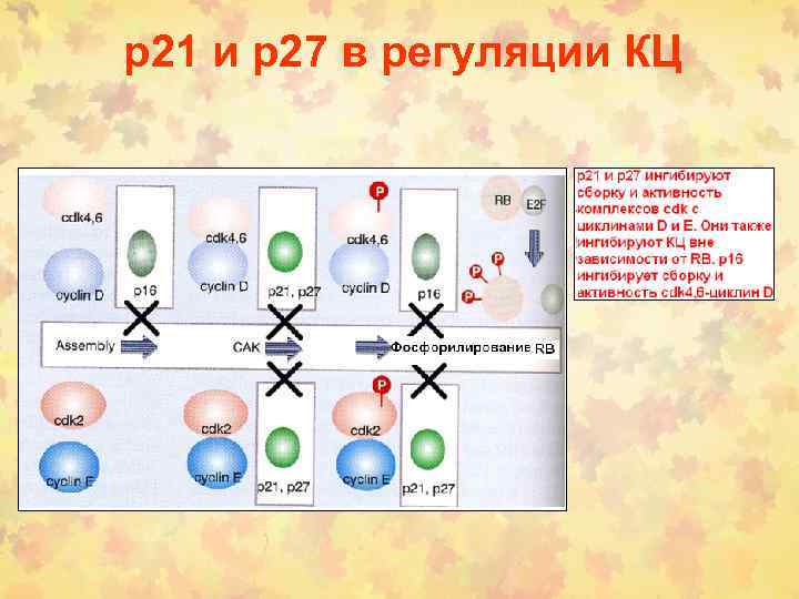 p 21 и p 27 в регуляции КЦ 