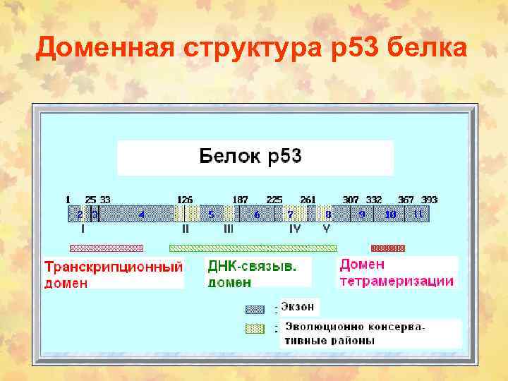 Доменная структура р53 белка 