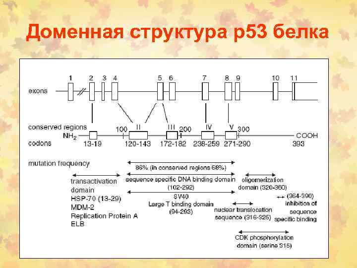 Доменная структура р53 белка 