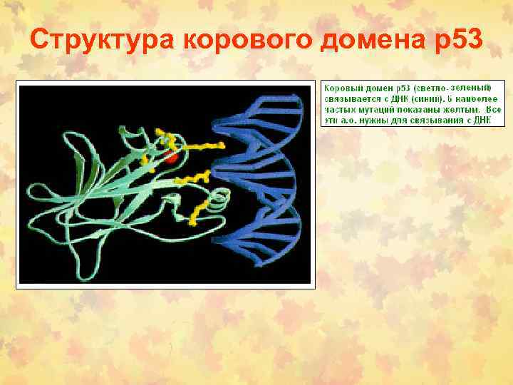 Структура корового домена р53 