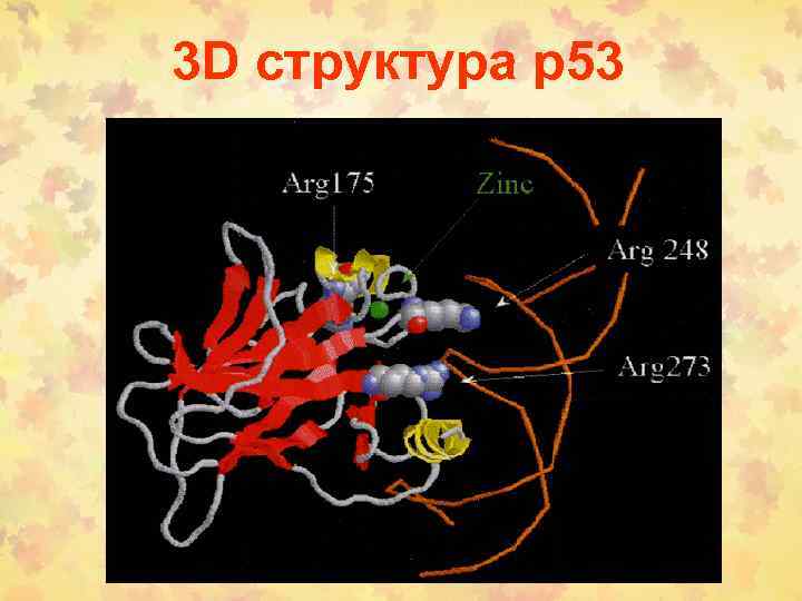 3 D структура p 53 