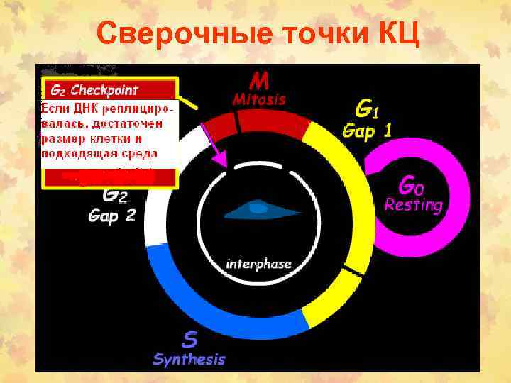 Сверочные точки КЦ 