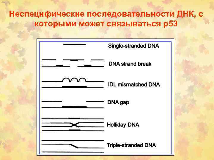 Неспецифические последовательности ДНК, с которыми может связываться р53 