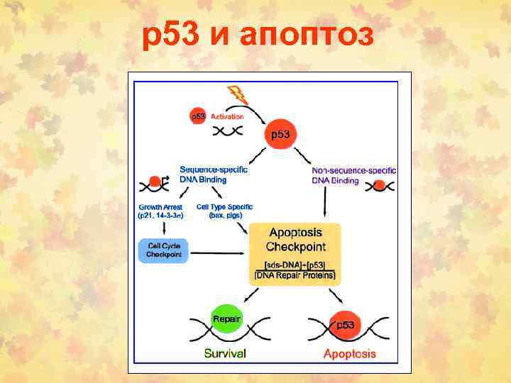 р53 и апоптоз 