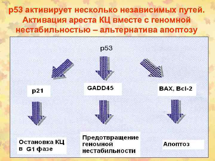 p 53 активирует несколько независимых путей. Активация ареста КЦ вместе с геномной нестабильностью –