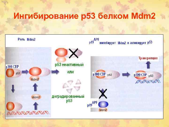 Ингибирование р53 белком Mdm 2 