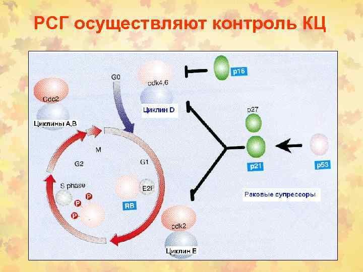 РСГ осуществляют контроль КЦ 
