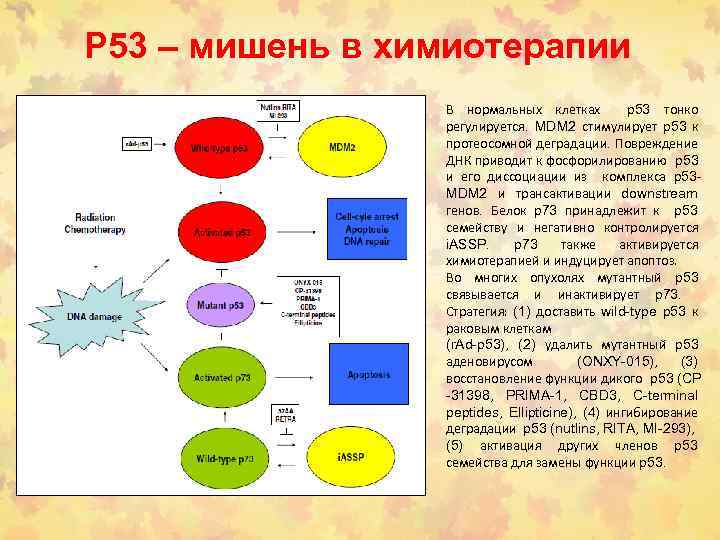 Р 53 – мишень в химиотерапии В нормальных клетках p 53 тонко регулируется. MDM