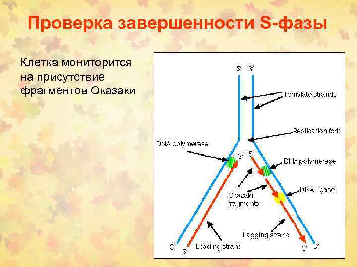 Проверка завершенности S-фазы Клетка мониторится на присутствие фрагментов Оказаки 