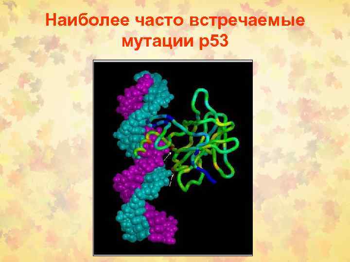 Наиболее часто встречаемые мутации р53 