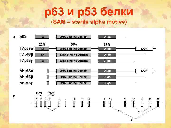 р63 и р53 белки (SAM – sterile alpha motive) 