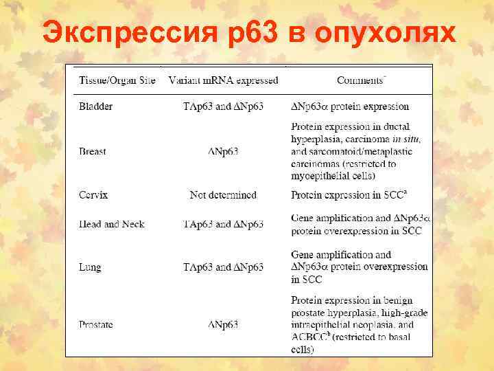 Экспрессия р63 в опухолях 