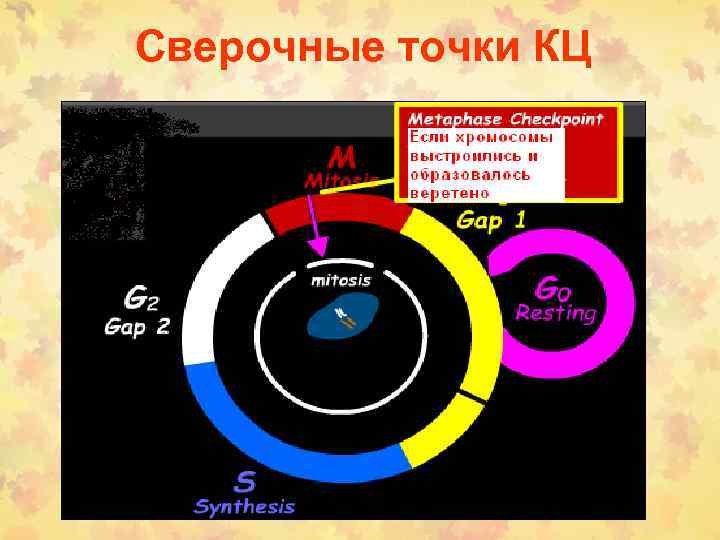 Сверочные точки КЦ 