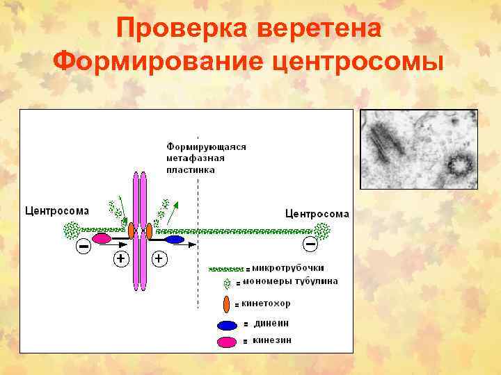 Проверка веретена Формирование центросомы 