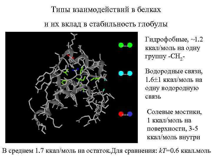 Типы взаимодействий в белках и их вклад в стабильность глобулы Гидрофобные, ~1. 2 ккал/моль